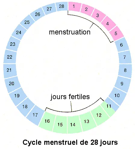 Peut-on tomber enceinte avant les règles ?